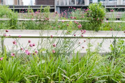 Foto fra High Line Park i New York City